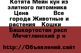 Котята Мейн-кун из элитного питомника › Цена ­ 20 000 - Все города Животные и растения » Кошки   . Башкортостан респ.,Мечетлинский р-н